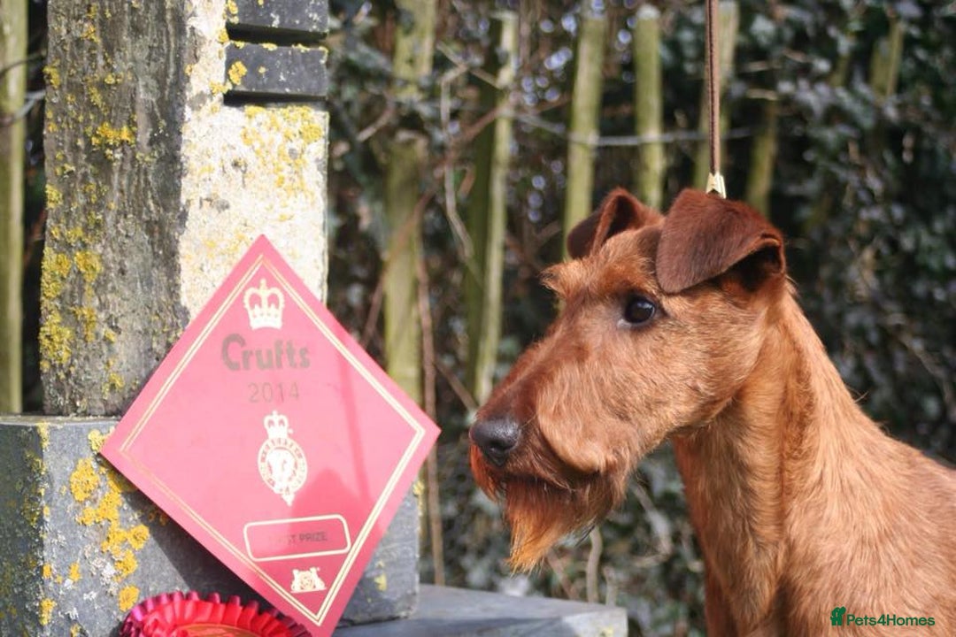 Irish Terrier dogs for sale: Beautiful Champion Lines KC Irish Terrier Puppies - Image 5