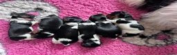 Biewer Terrier dogs for sale: Biewer Terriers  - Advert 5