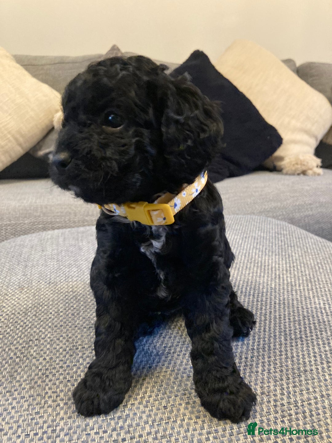 Cavapoo dogs for sale: F1b cavapoo puppies - Advert 9