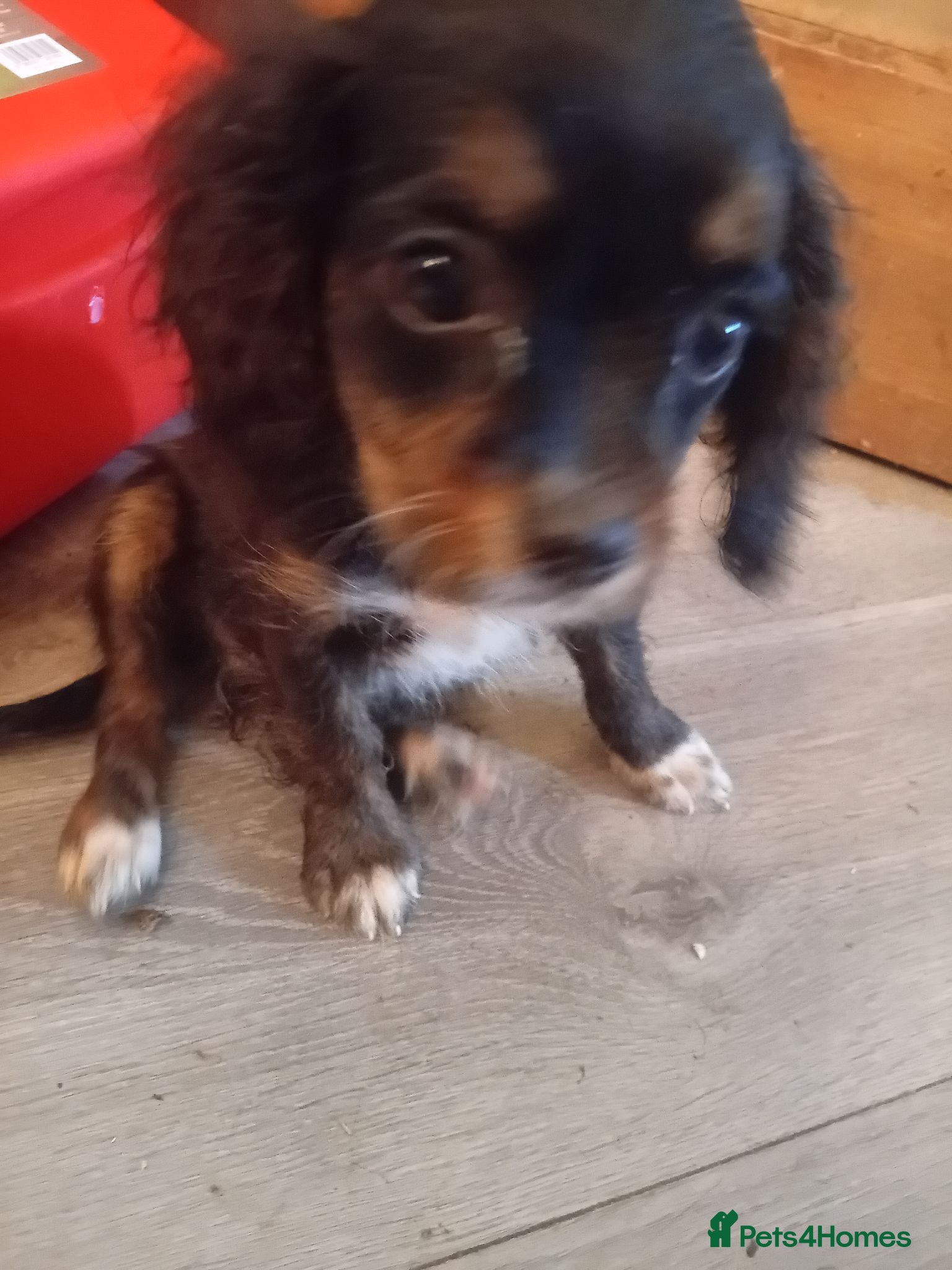 Cavapoo dogs A BEAUTIFUL LITTER OF CAVAPOO BABIES - Advert 2
