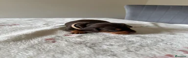 Miniature Dachshund 3