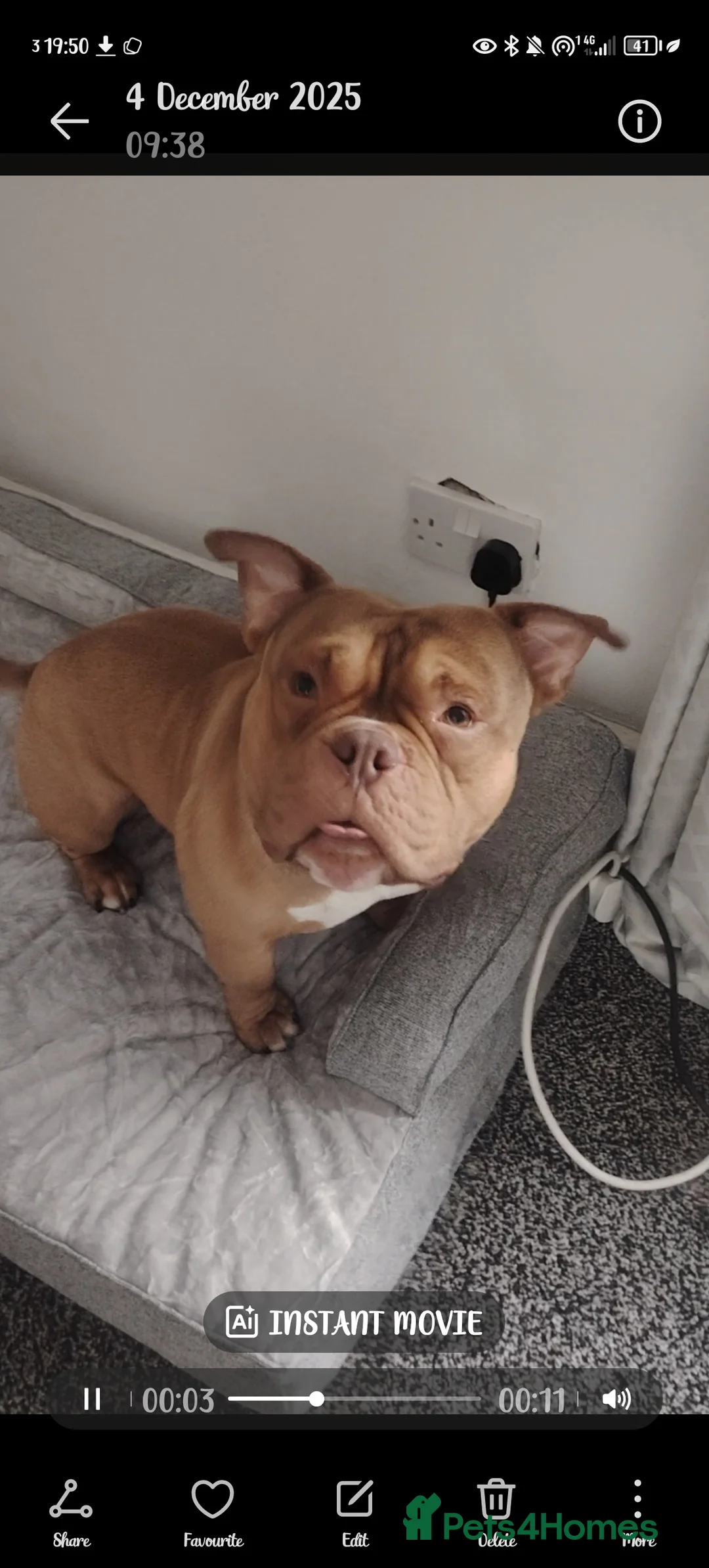 American Bully dogs for sale: Fudge the pocket bully  - Advert 1