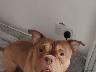 American Bully dogs Fudge the pocket bully - Advert 1