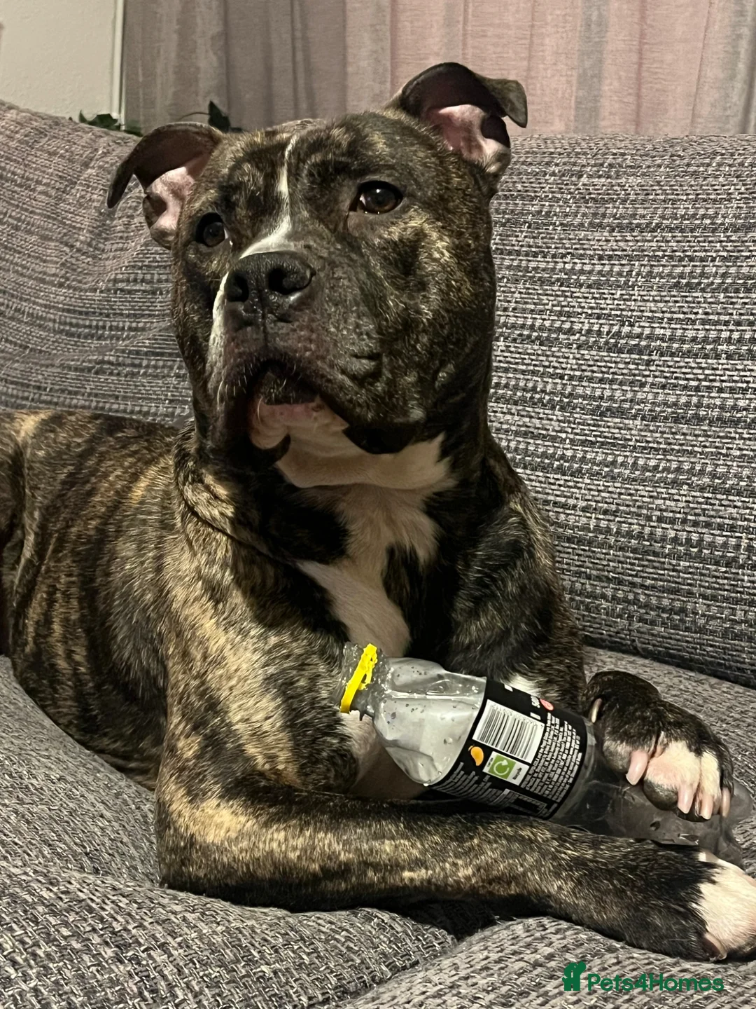 American Bulldog dogs for sale: Rascal  in New Malden - Advert 4