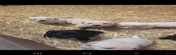 Labrador Retriever dogs for sale: Chunky Labrador pups looking for new homes - Advert 4