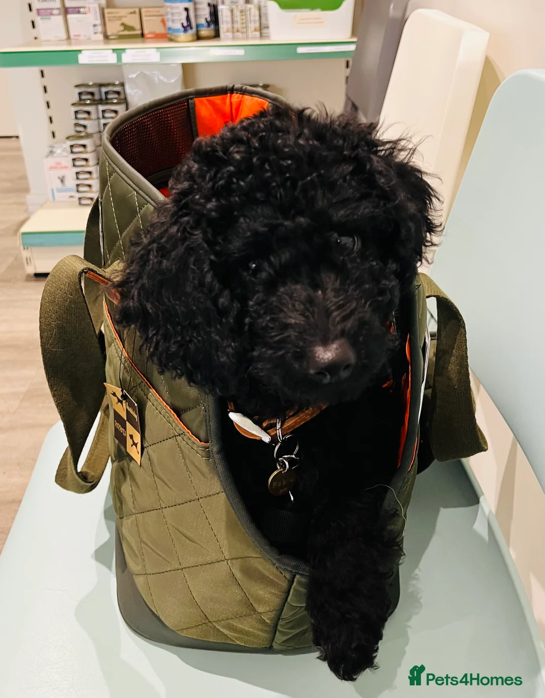 Cockapoo dogs for sale: Small Mini Cockapoo Male Puppy  - Advert 1