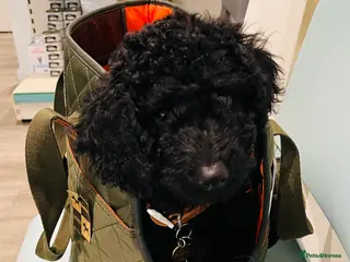 Cockapoo dogs Small Mini Cockapoo Male Puppy - Advert 4