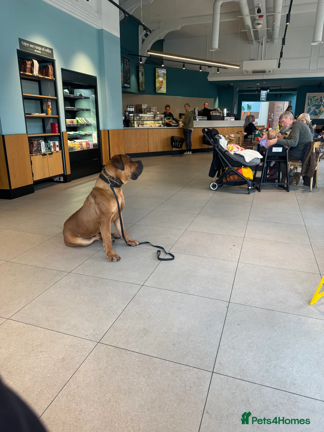 Boerboel dogs for sale: Phenomenal Boerbel - Advert 9