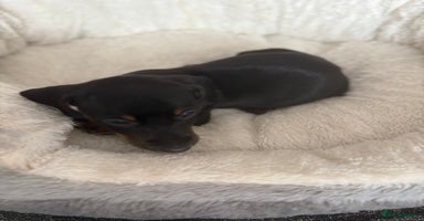 Dachshund dogs - Advert 6
