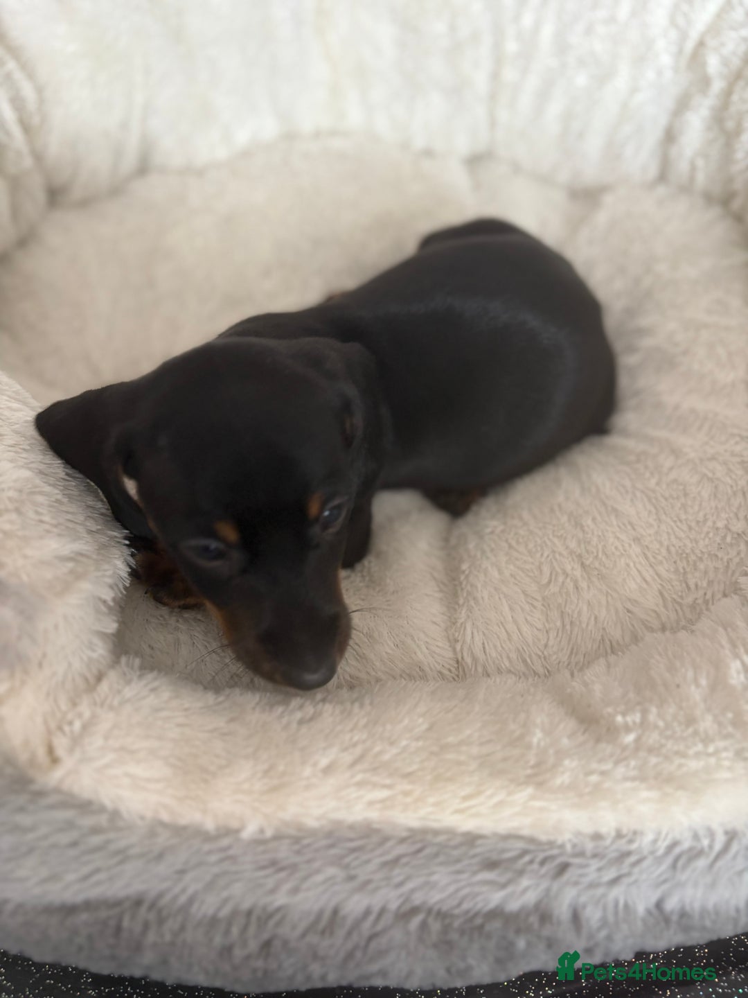 Dachshund dogs for sale: Stunning tiny dachshund pups - Image 3