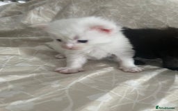 Maine Coon cats for sale: GCCF registered purebred Maine Coon kittens - Image 3