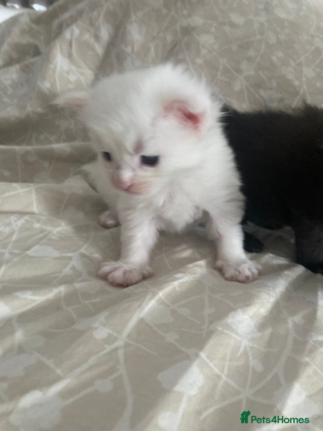 Maine Coon cats for sale: GCCF registered purebred Maine Coon kittens - Image 3