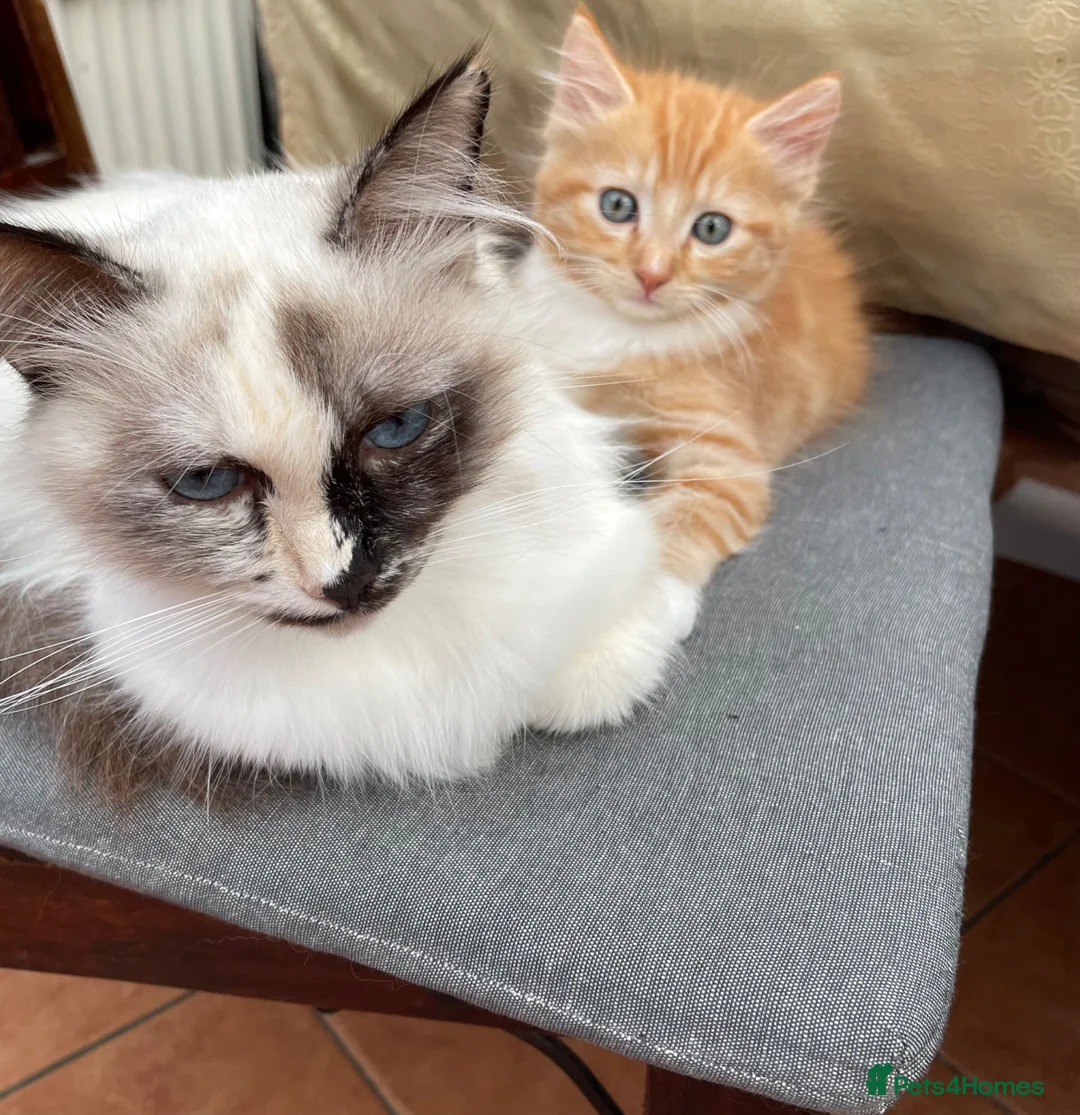 Mixed Breed cats for sale: Beautiful male half-Ragdoll kitten - Advert 2
