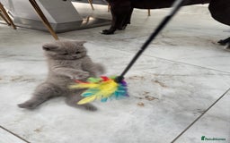 British Shorthair cats for sale: Adorable British short hair kittens - Image 7