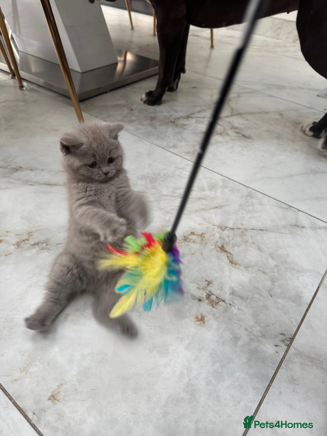 British Shorthair cats for sale: Adorable British short hair kittens - Image 7