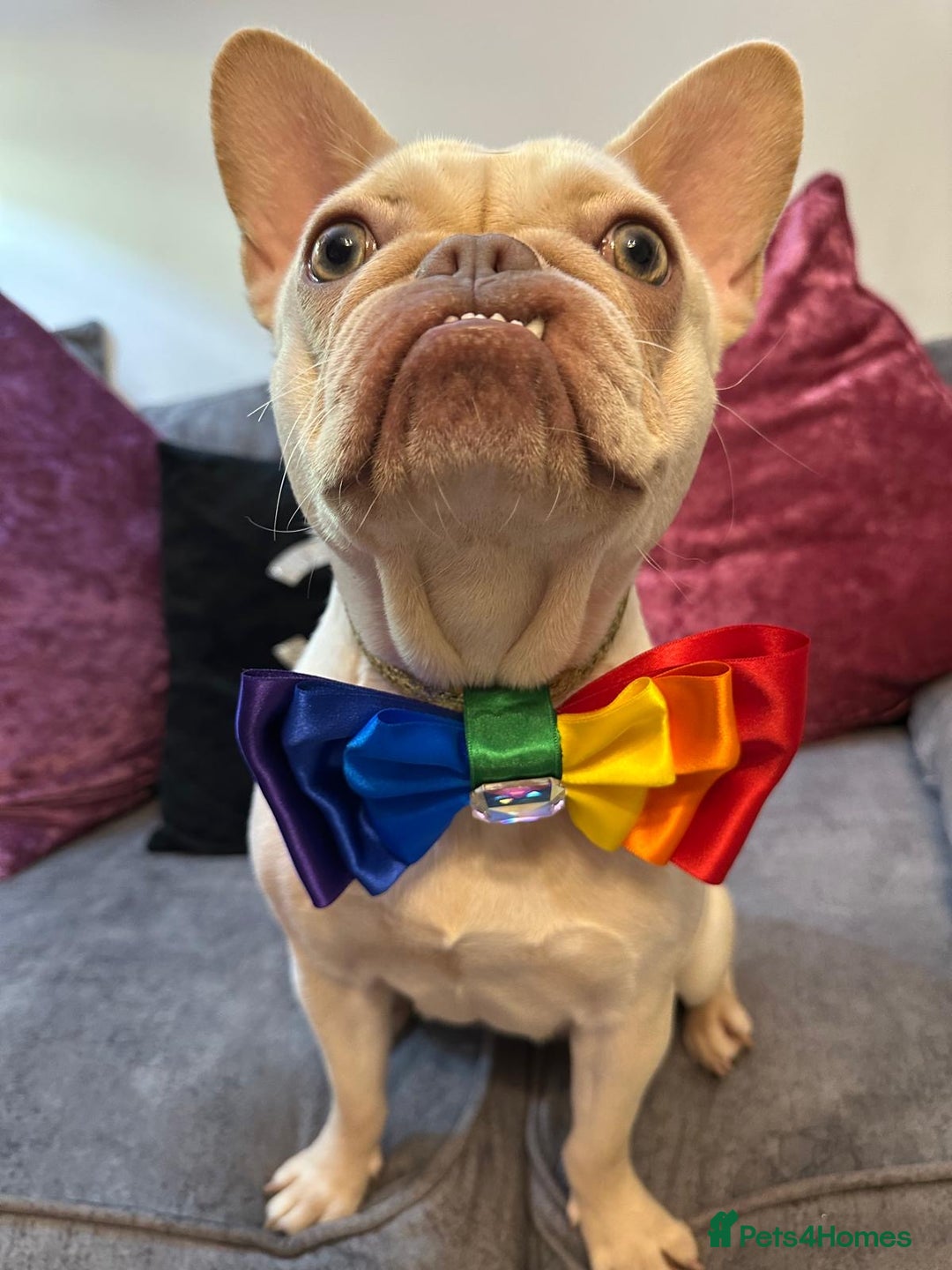 French Bulldog dogs for sale: 1 year old female platinum frenchie.  - Advert 13