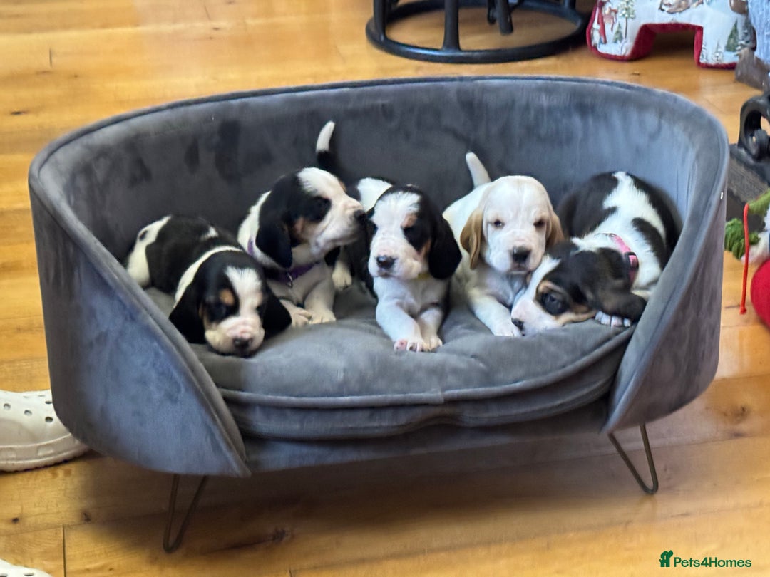 Basset Hound dogs for sale: Basset Hound Pups Top Quality - Advert 1