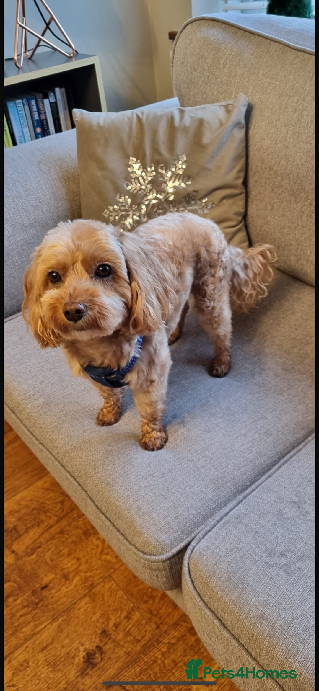 Cavapoo dogs for sale: Beautiful litter of Cavapoo puppies - Advert 3