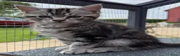 Mixed Breed cats for sale: Beautiful Maine Coon Cross Female Kittens - Advert 8