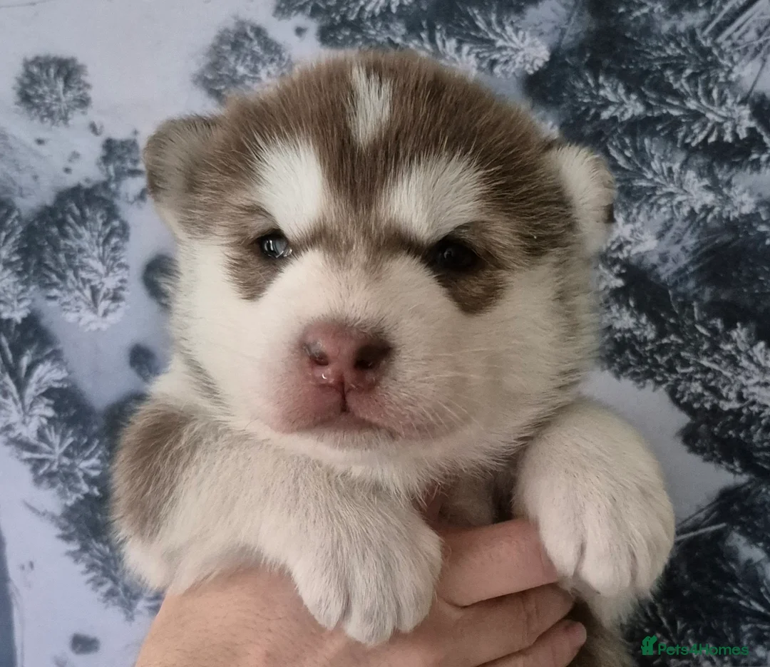 Siberian Husky dogs for sale: Fluffy & Smart Siberian Huskies 2 girls left - Advert 22