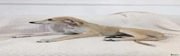 Saluki dogs for sale: Stunning Saluki Boy - Advert 4