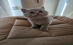 British Shorthair cats for sale: GCCF British Shorthairs rare fawn and cinnamon  - Image 4