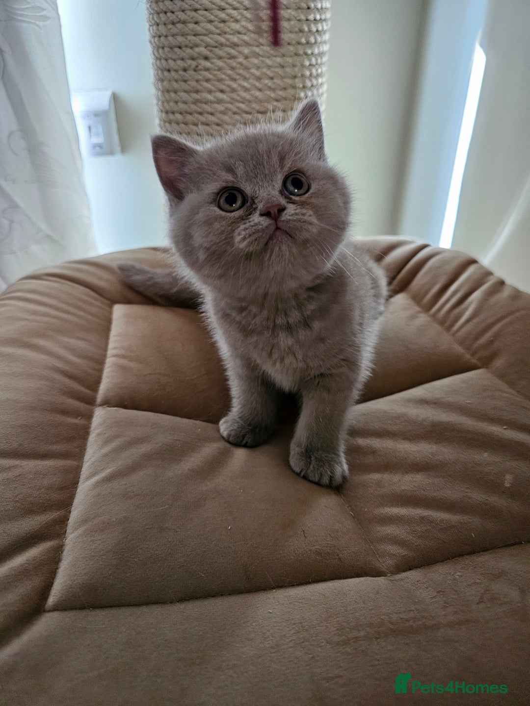 British Shorthair cats for sale: GCCF British Shorthairs rare fawn and cinnamon  - Image 4
