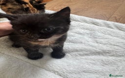 Mixed Breed cats for sale: Kittens 8 weeks old  - Image 7