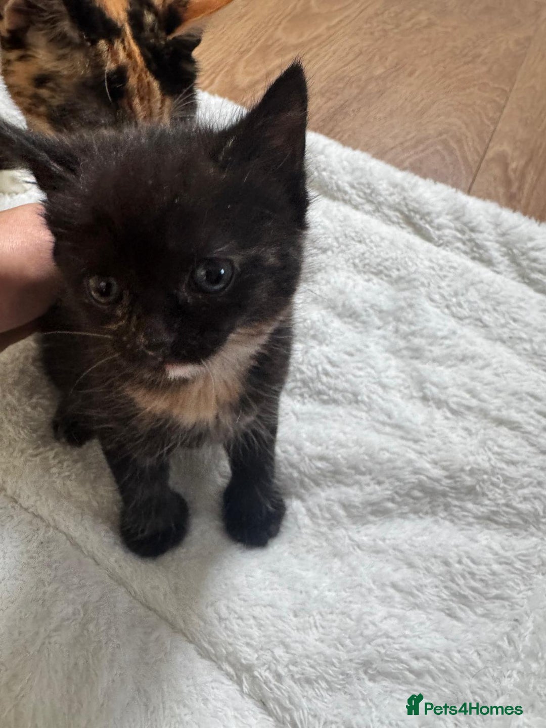 Mixed Breed cats for sale: Kittens 8 weeks old  - Image 7