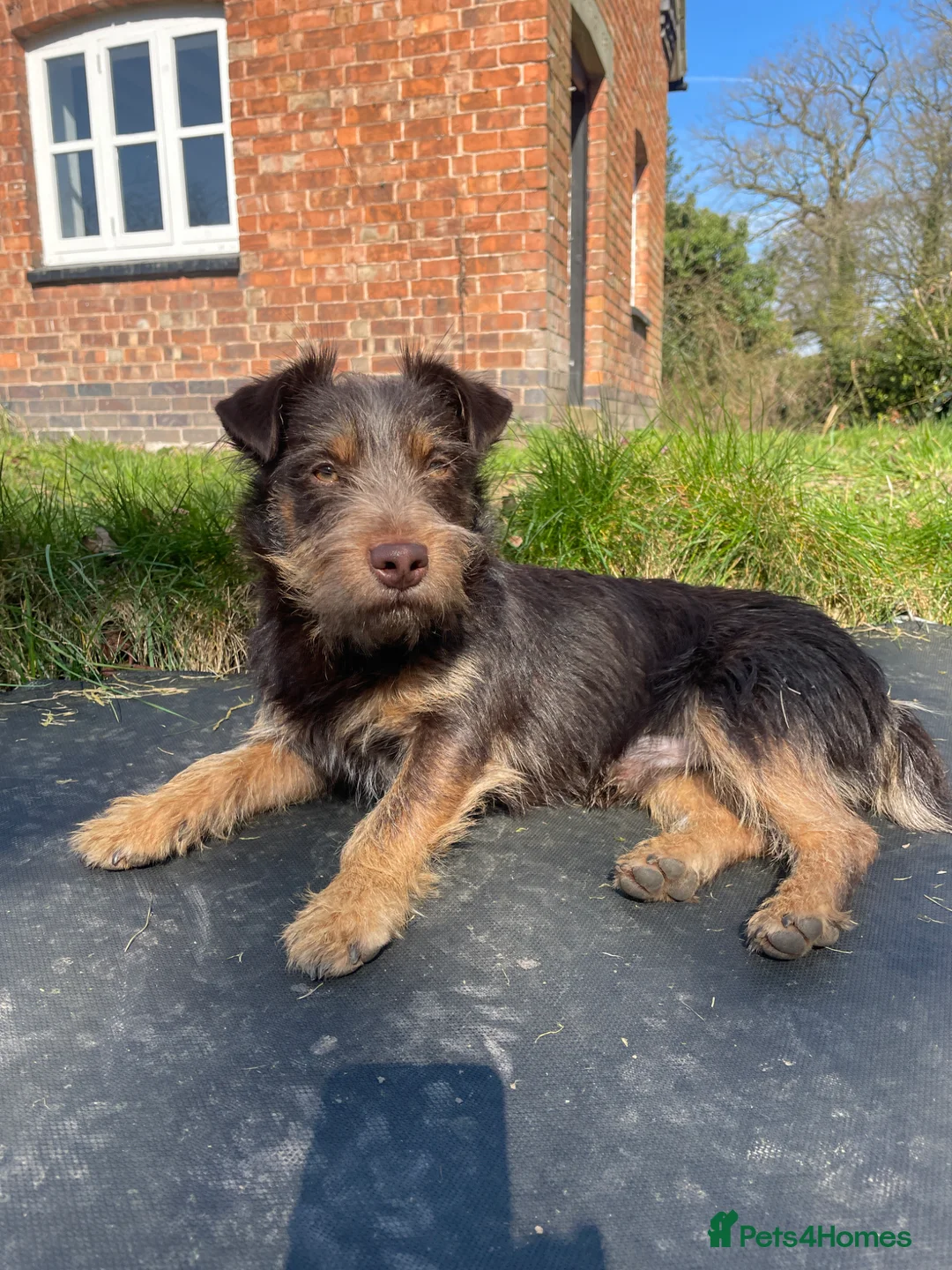 Jack Russell dogs for stud: Rough coated chocolate and tan Jack Russell  - Advert 1