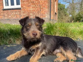 Jack Russell dogs Rough coated chocolate and tan Jack Russell - Advert 15