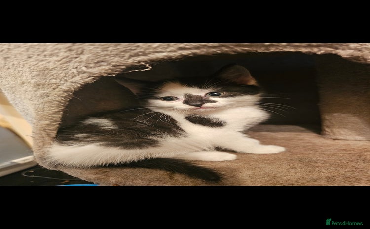 Mixed Breed cats - Advert 7