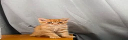 Mixed Breed cats for sale: 1/4 Bengal Fluffy Ginger Male Kitten - Advert 3