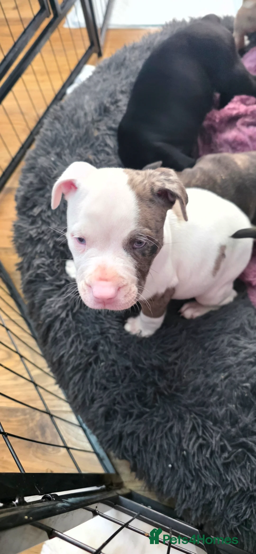 Mixed Breed dogs for sale: Female Staffy X Alapaha Blue Blood Bulldog Pups - Advert 7