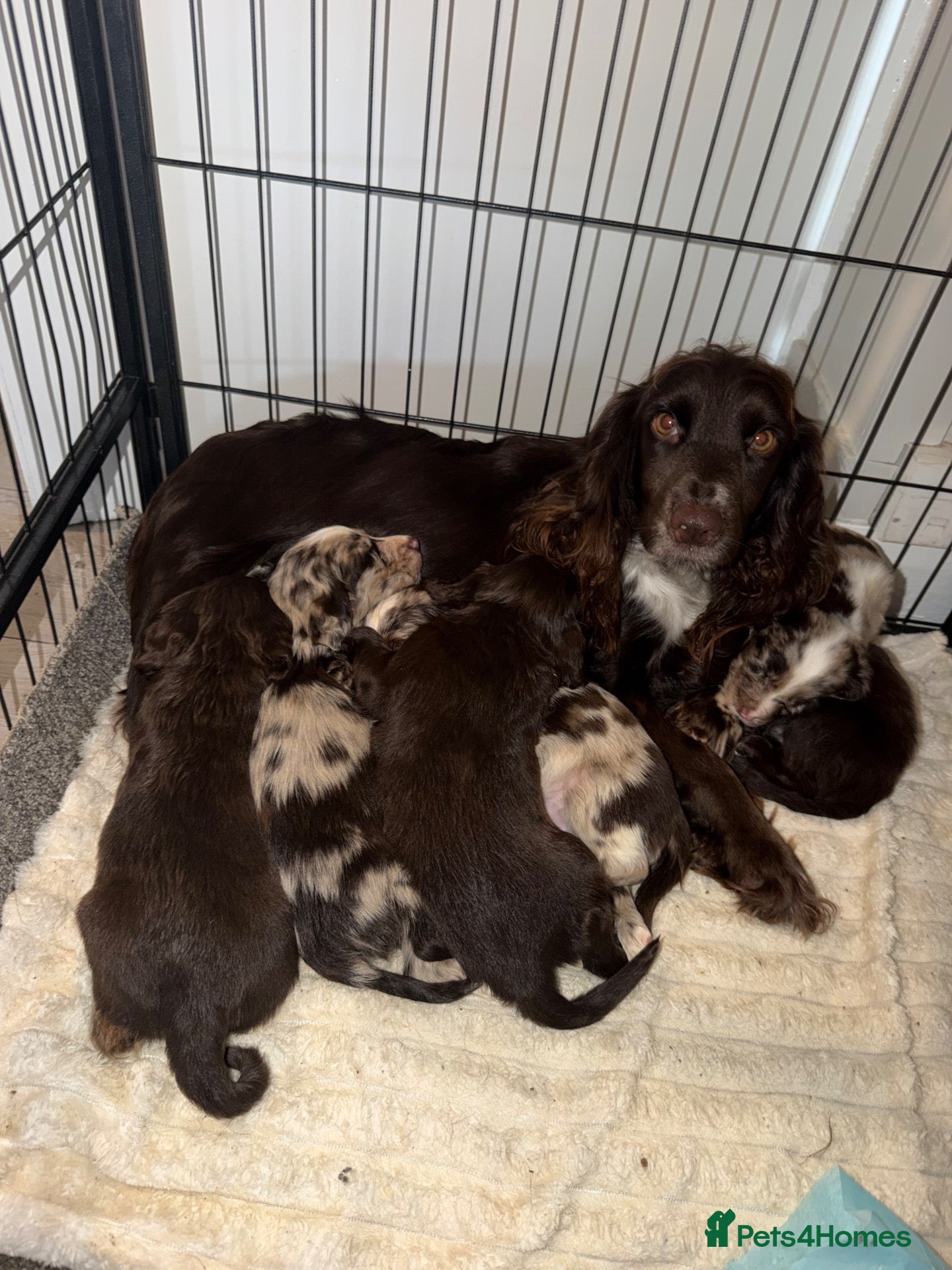 Cocker Spaniel dogs Beautiful litter of working cockerspaniel babies🐾 - Advert 1