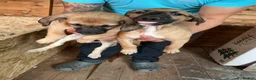 Mixed Breed dogs for sale: Bedlington Whippets - Advert 2