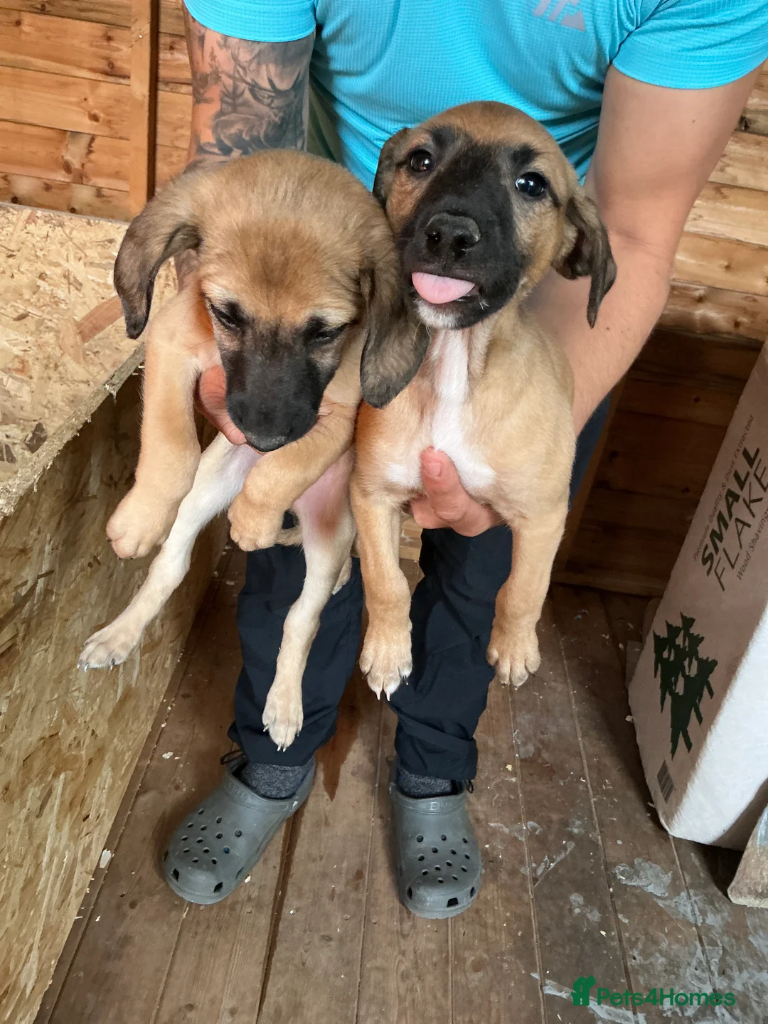 Mixed Breed dogs for sale: Bedlington Whippets - Advert 2