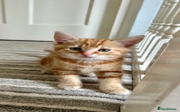 Domestic Shorthair cats for sale: Sweet Ginger Prince - Image 3