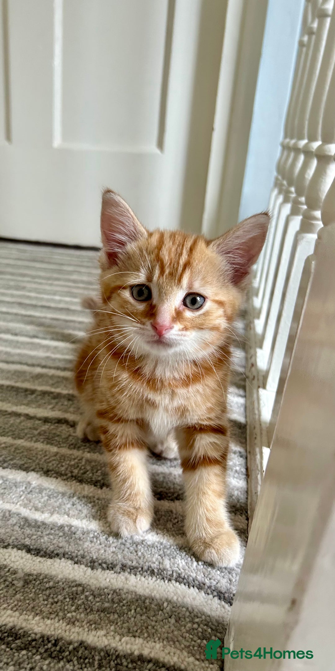 Domestic Shorthair cats for sale: Sweet Ginger Prince - Image 3