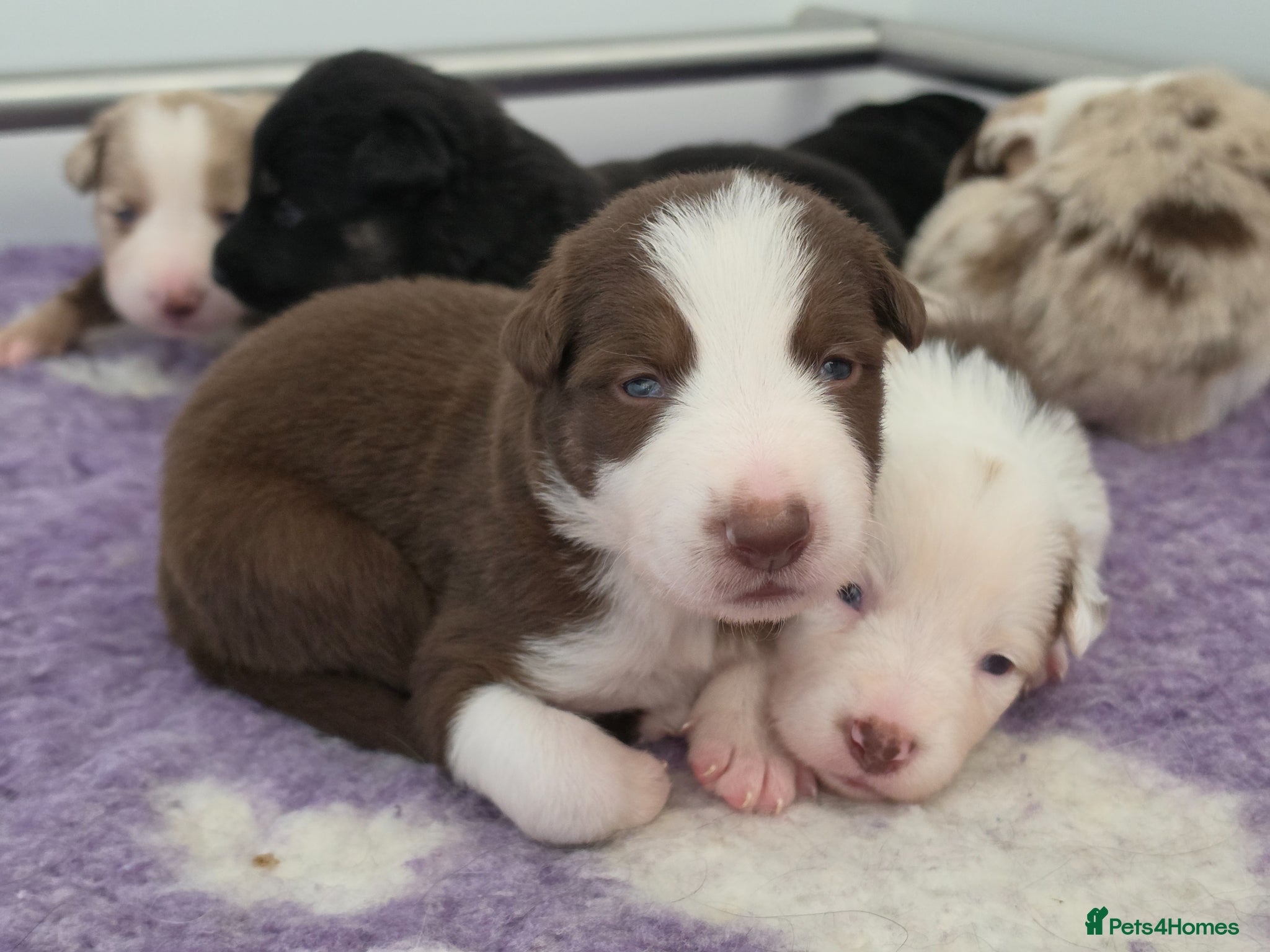 Border Collie dogs Border collie puppies - Advert 2