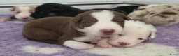 Border Collie dogs for sale: Border collie puppies - Advert 26