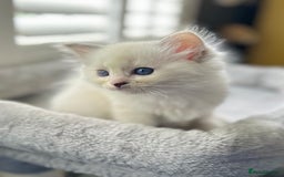 Ragdoll cats for sale: Stunning TICA reg Flame/Cream Boy - Image 26