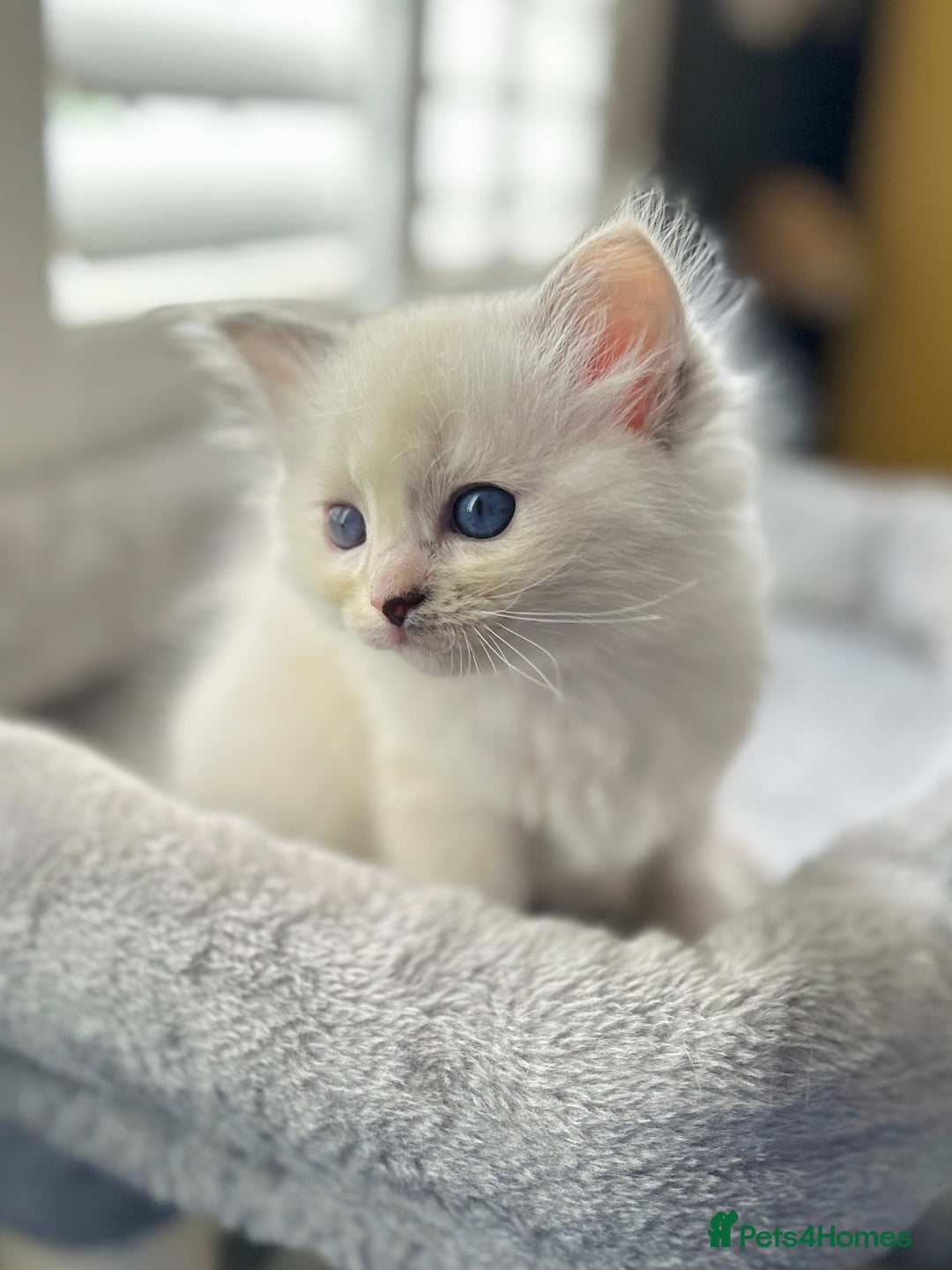 Ragdoll cats for sale: Stunning TICA reg Flame/Cream Boy - Image 26