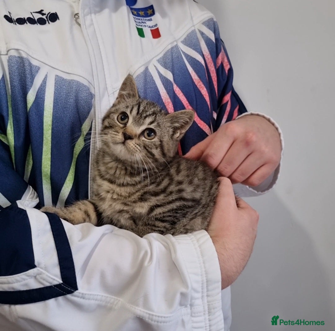 British Shorthair cats for sale: Stunning stripy British shorthair in Eastbourne - Image 12
