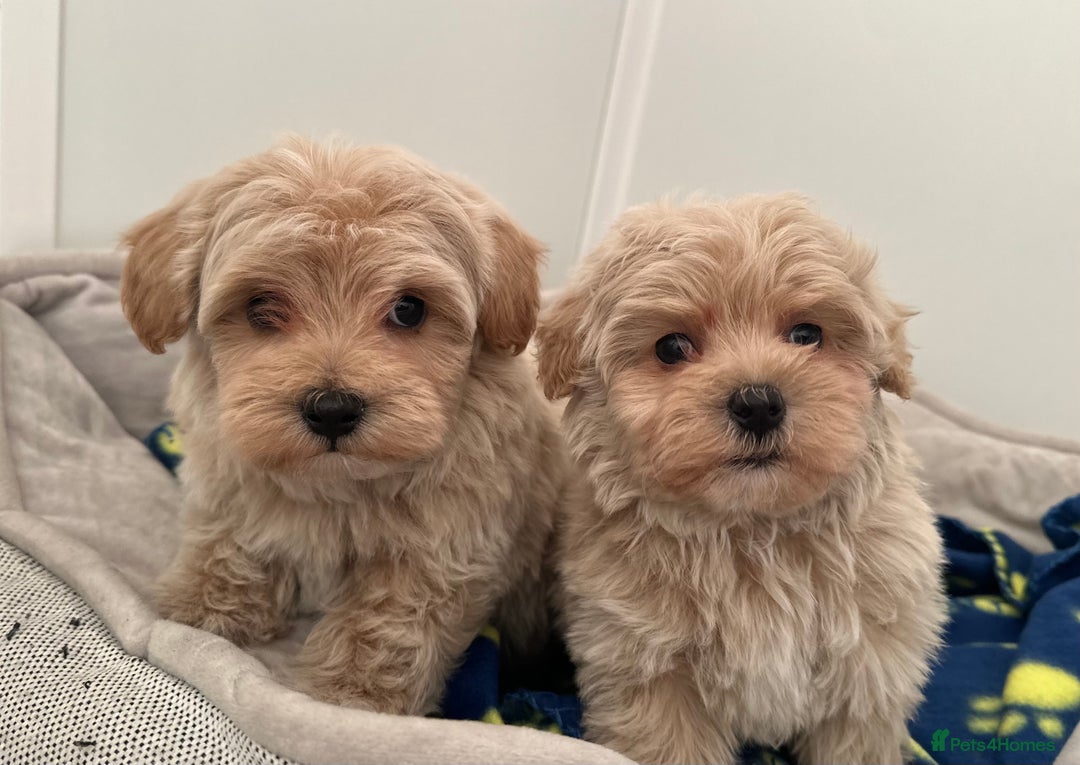 Maltipoo dogs for sale: 👑✨ F1 TOY MALTIPOO PUPS✨👑 - Advert 2
