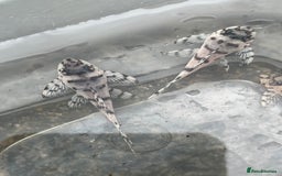 Plecos fish for sale: L236sw 1” and 2” available  - Image 1