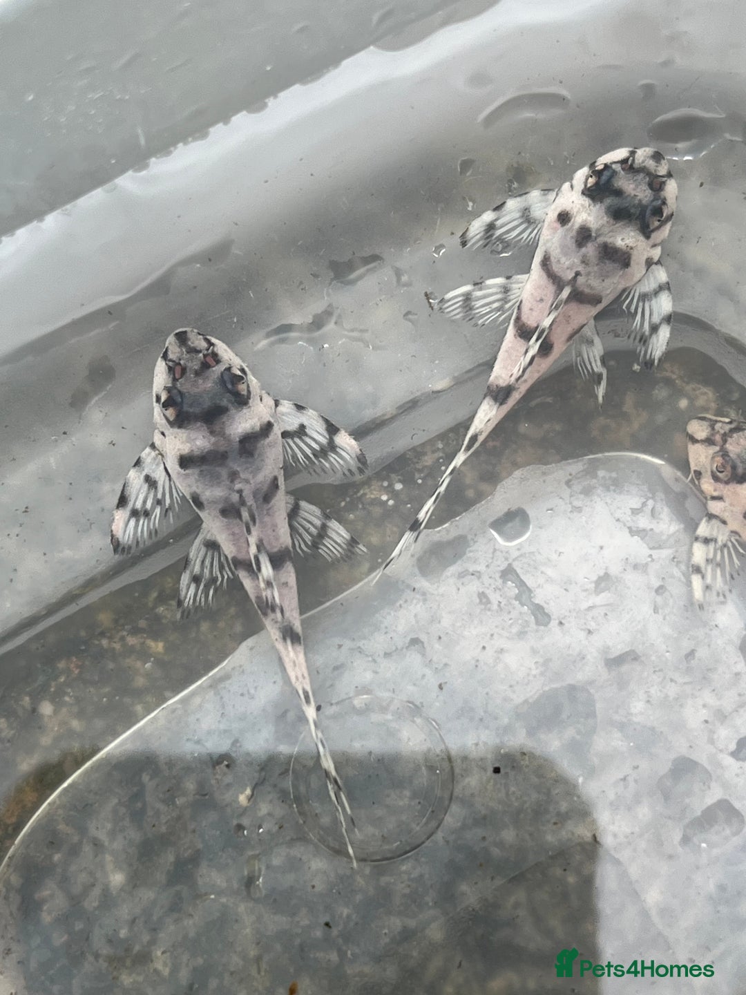 Plecos fish for sale: L236sw 1” and 2” available  - Image 1