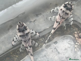 Plecos fish L236sw 1” and 2” available - Advert 11