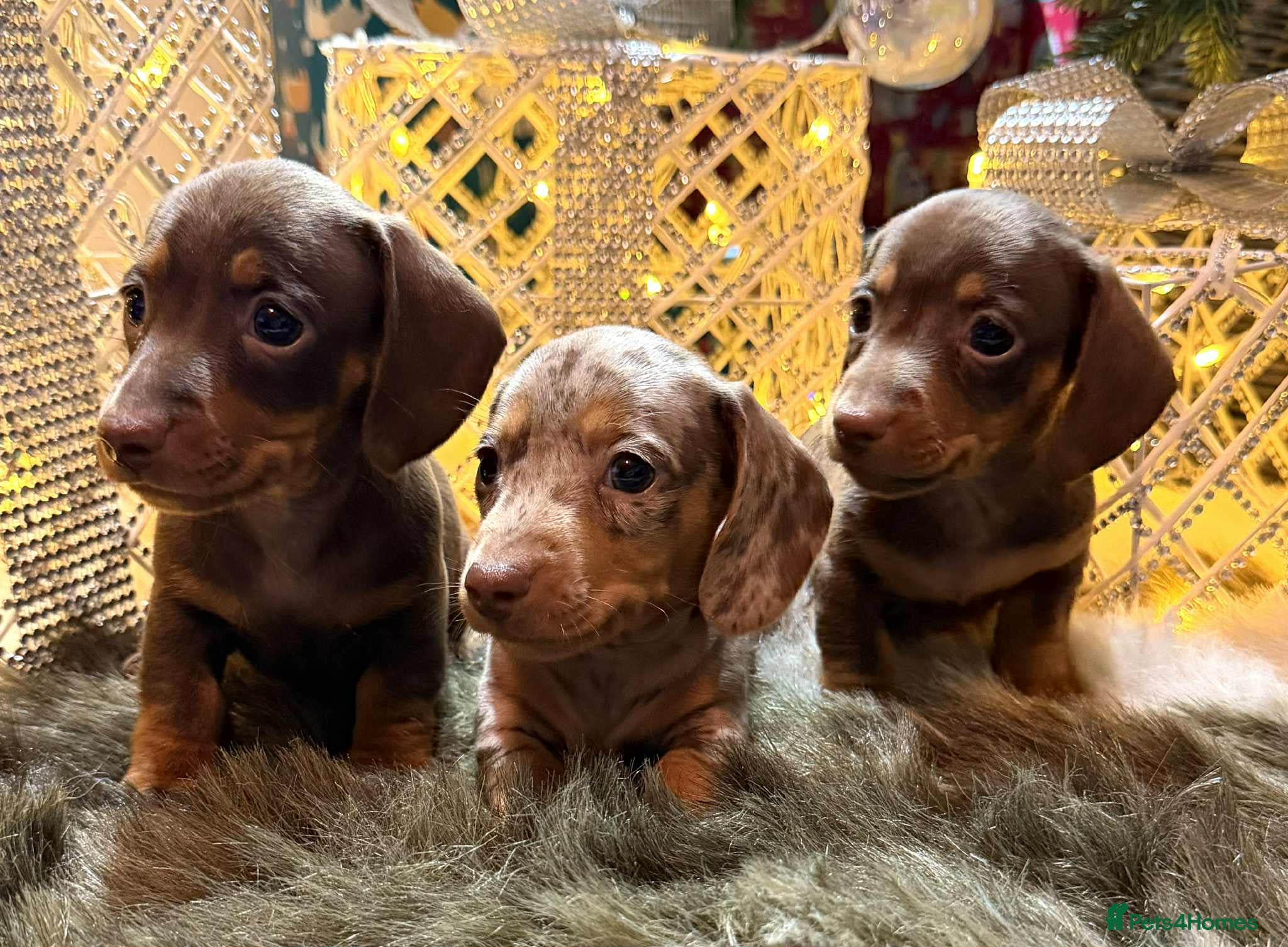 Miniature Dachshund dogs Miniature Daschunds Pra Clear  - Advert 15