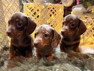 Miniature Dachshund dogs Miniature Daschunds Pra Clear - Advert 1